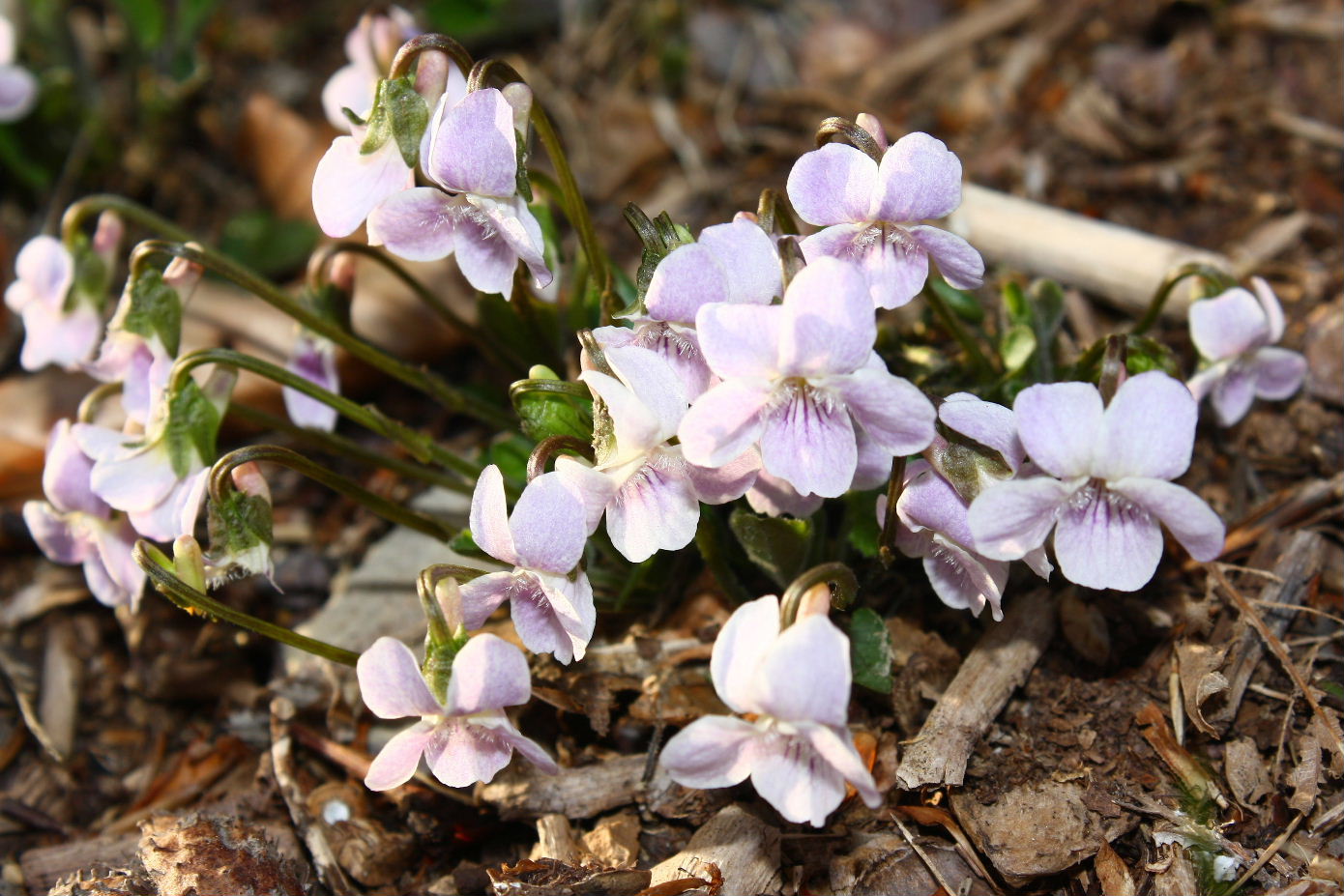 Viola da determinare-2 ??